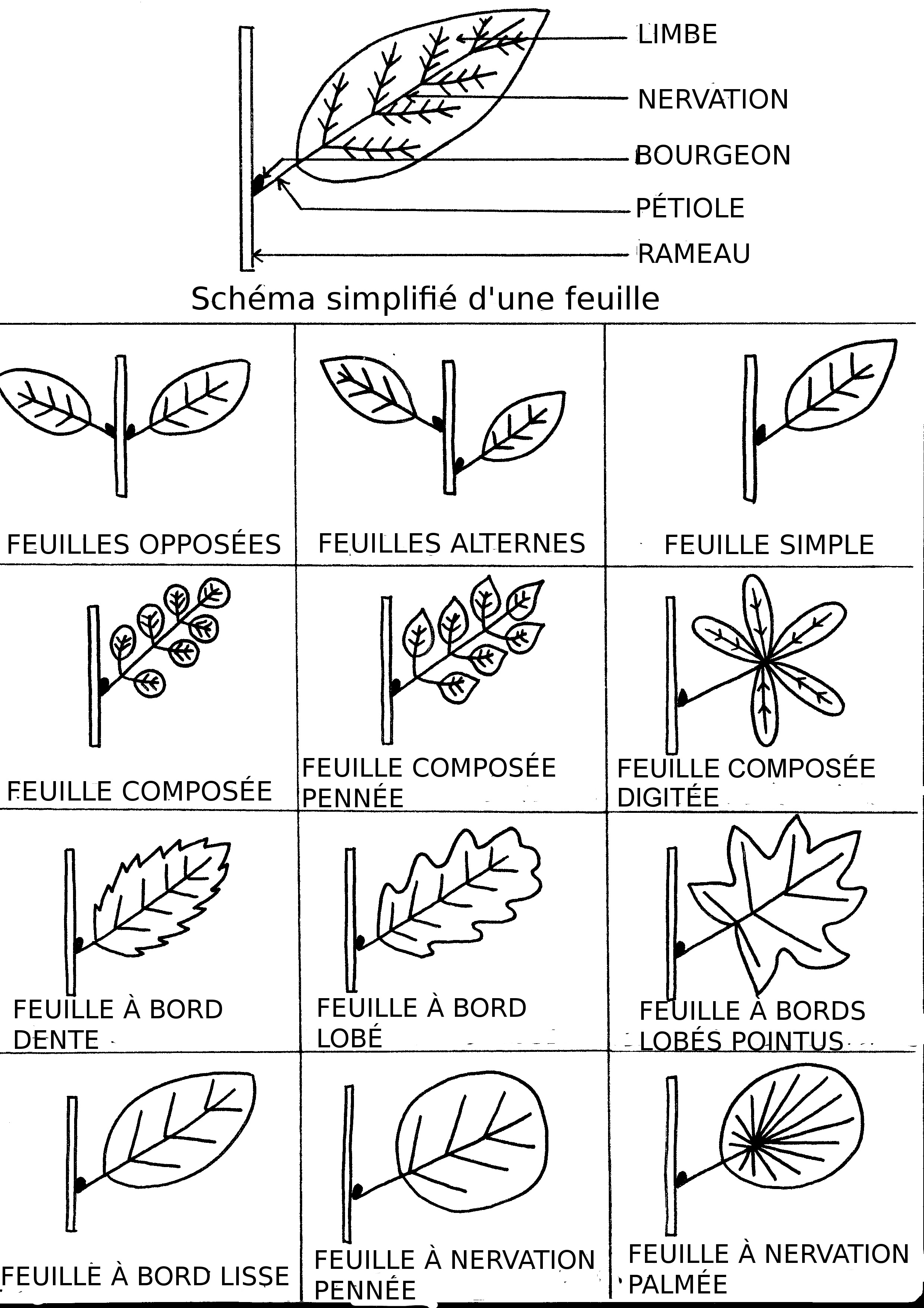 Cle de determination feuille d