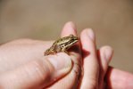 Jeune grenouille verte (AM Michaud & ME Caspar)